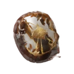 Flower Bud