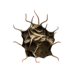 Flytrap