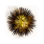 Night Star