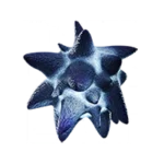 Starfish
