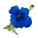 Weird Flower